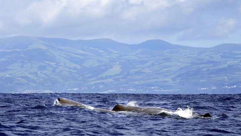 Whale watching